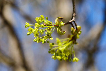 Blooming maple tree detail