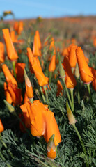Close-up of California golden poppies
