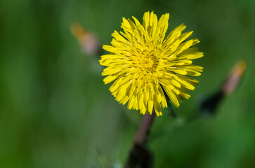 Fiore giallo di tarassaco