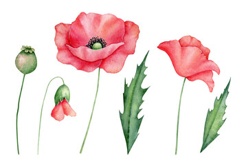 Fototapeta premium Watercolor red poppies set, hand drawn floral illustration, red wildflowers isolated on a white background.