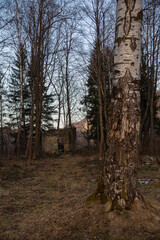 Obraz premium an old ruined brick building in the middle of the forest in early spring