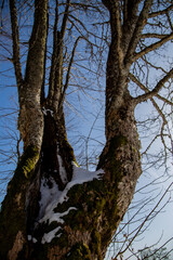 Obraz premium view of a tree trunk under the snow on a background of sky