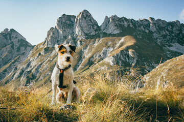 Beautiful Parson Russell Terrier portrait in the Nature