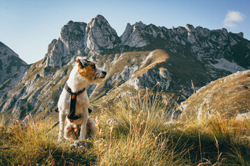 Beautiful Parson Russell Terrier portrait in the Nature