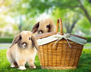Two little cute rabbits sitting in the basket in summer park