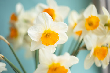 Closeup photography of bouquet from yellow daffodils.Selective focus.