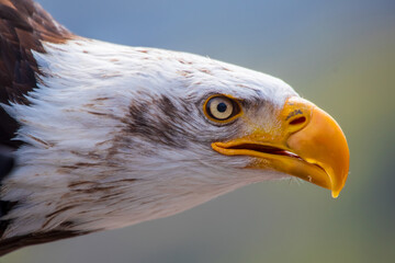 Weißkopfseeadler im Flug 