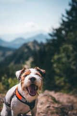 Beautiful Parson Russell Terrier portrait in the Nature
