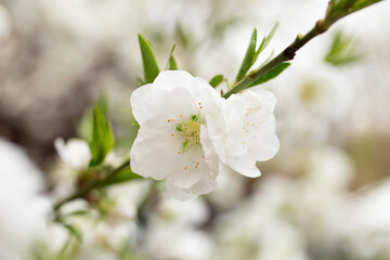 Branch with white flowers and fresh green leaves.Spring fresh, fragrant flower.
