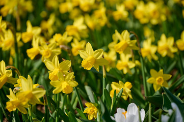 Yellow daffodils field tête-á-tête