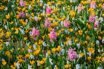 Colorful flower bed background