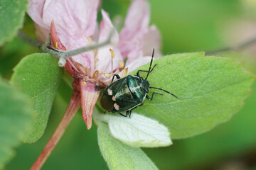 Closeup on a metallic colored brassica bug, Eurydema oleracea sitting on a green leaf