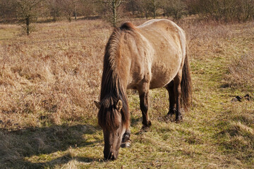 Konik wild horses in March in Saxony Anhalt