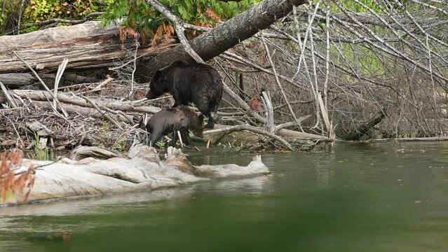 A mama grizzly bear (Ursus arctos horribilis) and her baby grizzly cub at the Atnarko River in search of spawning salmon in central coast of British Columbia