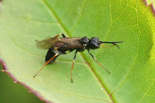 Closeup on a curled or white banded rose sawfly, Allantus cinstus ovipositioning in a leaf of it's host plant