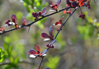Frühlingszweig mit Dornen - Sauerdorn - Gemeine Berberitze - Berberis vulgaris