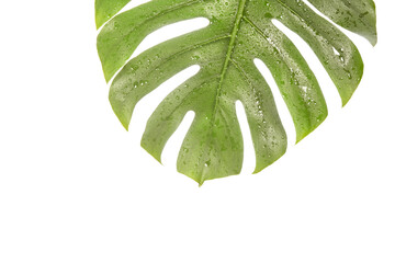Monstera summer leaf. Tropic palm flora. Jungle rainforest exotic shape. philadendron spring...