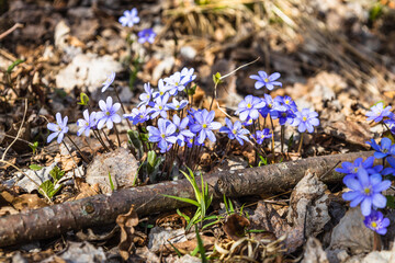 First spring flower, blue wildflower or Hepatica Nobilis blooming in early spring
