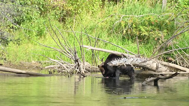 A grizzly bear (Ursus arctos horribilis) successfully caught a salmon in the Atnarko River in coastal British Columbia at Bella Coola, Canada 