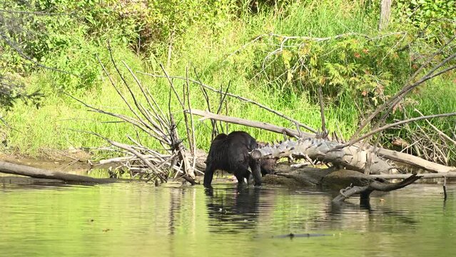 A grizzly bear (Ursus arctos horribilis) successfully caught a salmon in the Atnarko River in coastal British Columbia at Bella Coola, Canada 