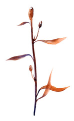 Dry Plant on white Background, Dry autumn Plant