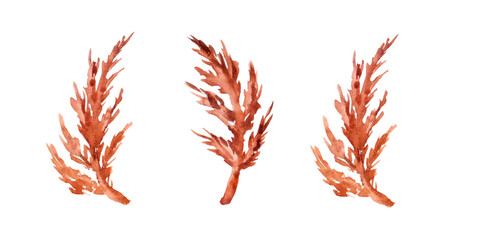 Dry color grass flower for interior decoration. isolated on white background