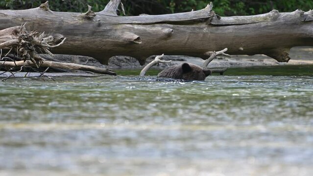 A grizzly bear (Ursus arctos horribilis) successfully caught a salmon in the Atnarko River in coastal British Columbia at Bella Coola, Canada 
