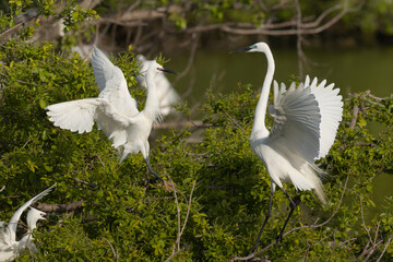ダイサギとコサギの戦い