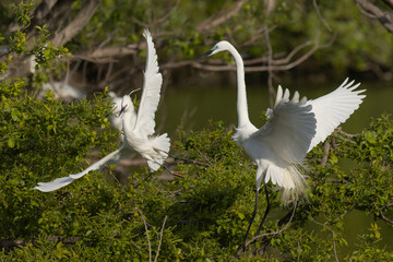容赦なくコサギを追い払うダイサギ
