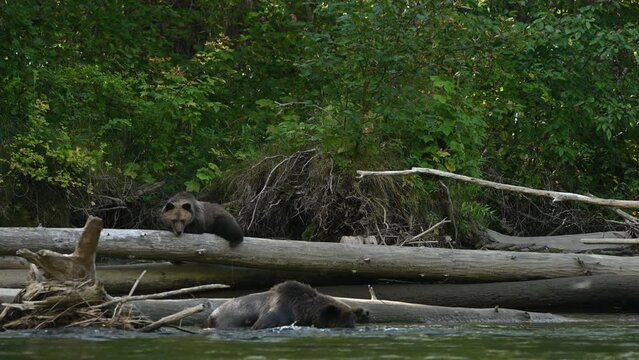 A mama grizzly bear (Ursus arctos horribilis) and her baby grizzly cub at the Atnarko River in search of spawning salmon in central coast of British Columbia