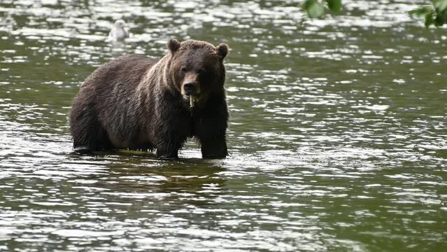 A grizzly bear (Ursus arctos horribilis) successfully caught a salmon in the Atnarko River in coastal British Columbia at Bella Coola, Canada 