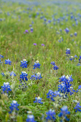 Low Angle View of Colorful Blue Bonets in Large Field during the Day time