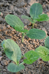 closeup the bunch ripe green round gourd vine plant seedling and soil heap in the farm soft focus...