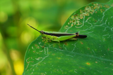 Grasshopper on the elephant ear leaf