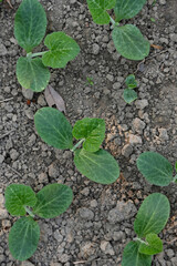 closeup the bunch ripe green round gourd vine plant seedling and soil heap in the farm soft focus natural green brown background.