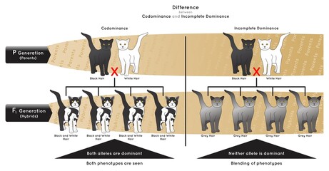 Difference between Codominance and Incomplete Dominance Infographic Diagram example black white cat allele dominant phenotype blending parent hybrid gametes heredity genetic science education vector - obrazy, fototapety, plakaty