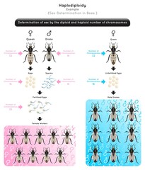 Haplodiploidy Infographic Diagram sex determination by diploid or haploid chromosomes number bee drone fertilize egg result male unfertilized result female heredity genetic science education vector