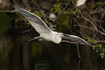 堂々と飛行するダイサギ