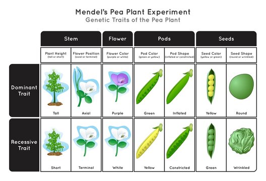 Vecteur Stock Genetic Trait Pea Plant Mendel Experiment Infographic Diagram  stem height flower position color pod seed shape and color showing dominant  or recessive traits concept biology science education vector | Adobe