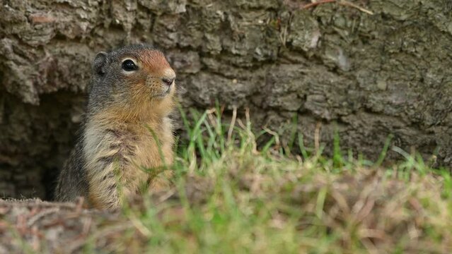 At the first ray of spring sunlight, a Columbian ground squirrel (Urocitellus columbianus) in E. C. Manning park, British Columbia, Canada looking out of the entrance of its burrow after a long winter