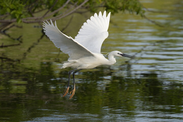 飛び出した直後のコサギ