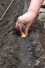 hand planting a sprouted seed of garlic in a garden bed with soil in spring.