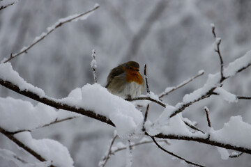 Rotkehlchen im Winter