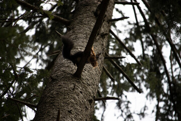 Eichhörnchen mit Gepäck