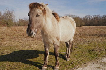 Konik wild horses in March in Saxony Anhalt
