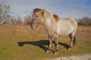 Konik wild horses in March in Saxony Anhalt