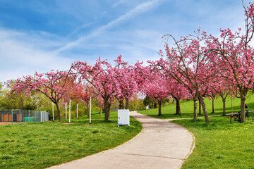Freiburg, Germany - Pink cherry trees blooming in pubic park called 'Seepark'