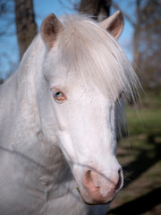 Front view of blue eyed albino pony.