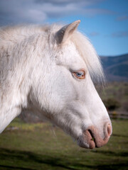 Fototapeta premium Close up of blue eyed albino pony.