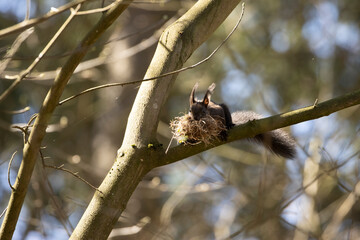 Eichhörnchen mit Gepäck